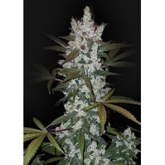 Auto Girl Scout Cookies, Фасовка: 5